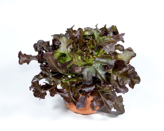 lechuga de roble roja con olla sobre fondo blanco