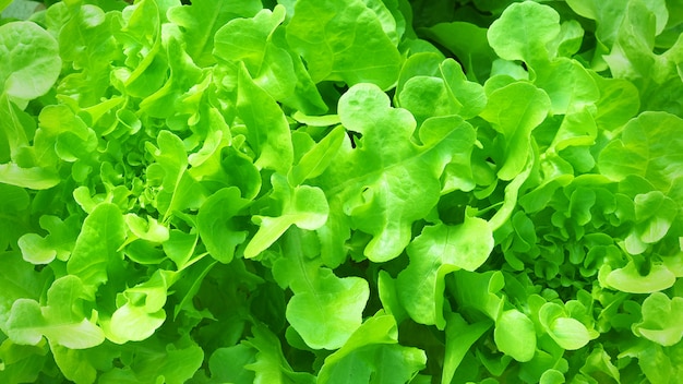 Foto lechuga de roble verde en granja hidropónica