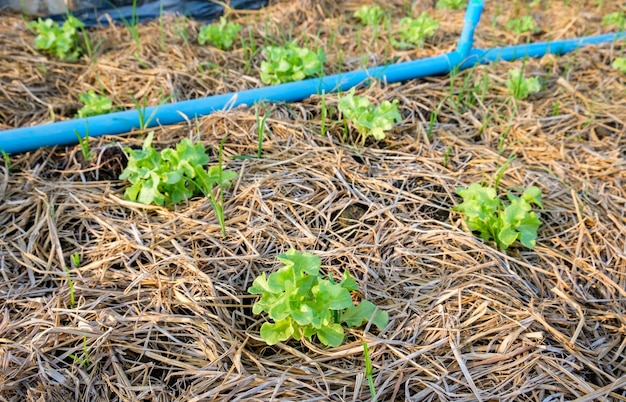 Lechuga de roble verde que crece en el jardín