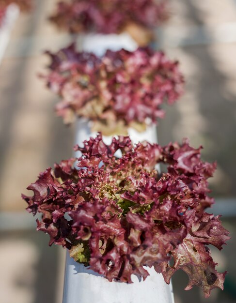 Lechuga roja fresca cultivada en sistemas hidropónicos