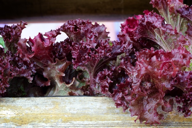 Lechuga roja Oakleaf, lechuga orgánica de cosecha propia lista para la cosecha