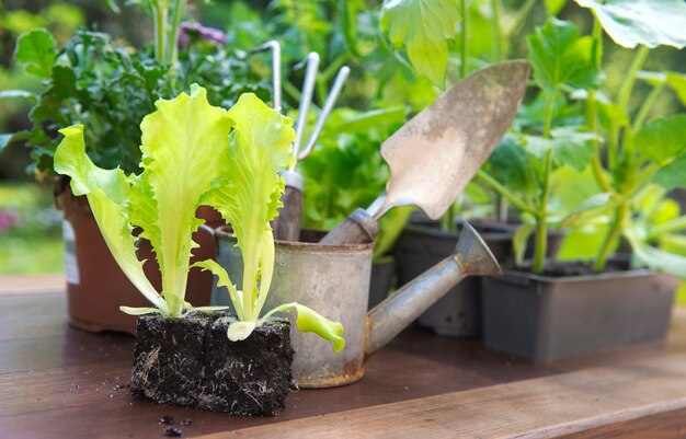 lechuga en la tierra herramientas de jardinería con plántulas de verduras en una mesa en el jardín en primavera