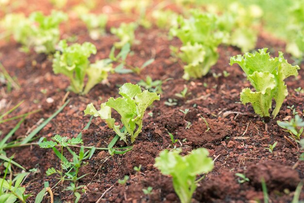 Lechuga vegetal de campo granja orgánica fresca Cerrar plantación de vegetales hidropónicos ensalada verde