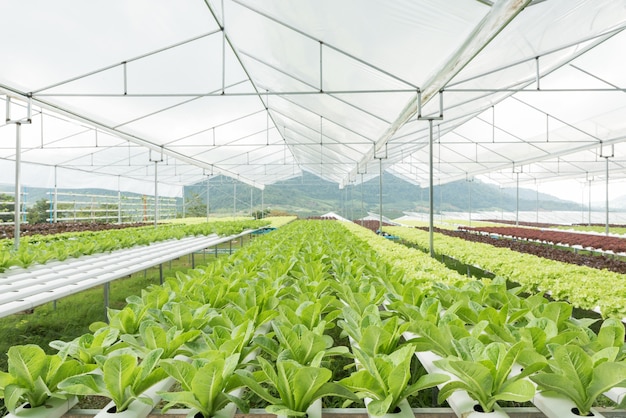 Lechuga, vegetales, en, hydroponic, granja