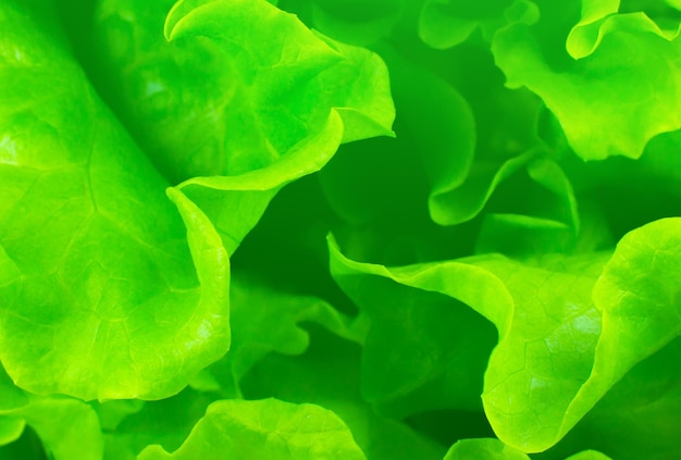 Lechuga verde de cerca Fondo de textura de ensalada fresca Comida vegetariana Productos vegetales y vitaminas Fotografía macro