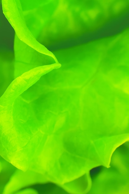 Lechuga verde de cerca. Fondo de textura de ensalada fresca. Comida vegetariana. Productos vegetales y vitamínicos. Fotografía macro.