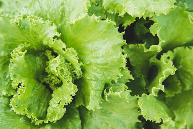 La lechuga verde crece en el huerto en verano