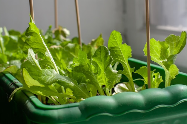 Lechuga verde creciente en caja para plántulas