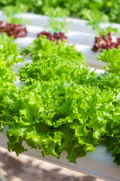 Lechuga verde fresca cultivada en sistemas hidropónicos