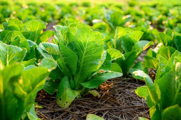 Foto lechuga verde en la granja orgánica