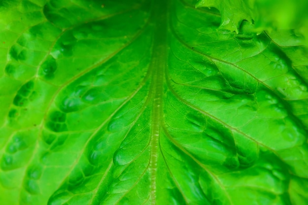 lechuga verde hojas fondo primavera alimentos