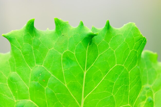 lechuga verde hojas fondo primavera alimentos