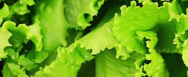 Foto lechuga verde hojas fondo primavera alimentos