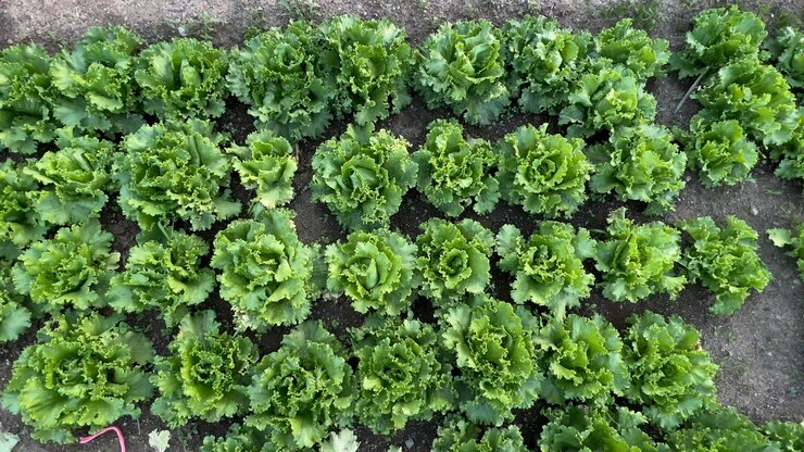 Lechuga verde Lactuca sativa farm garden bio campo agricultor natural cultivo de árboles frutales de hojas vegetales