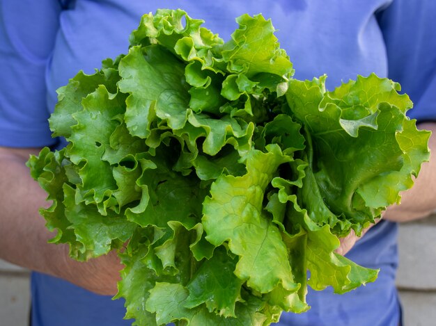 Lechuga verde en las manos, primer plano.