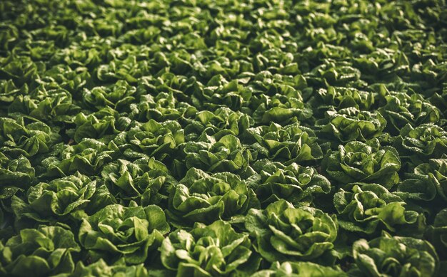 Lechuga verde que crece en el jardín a la luz del día