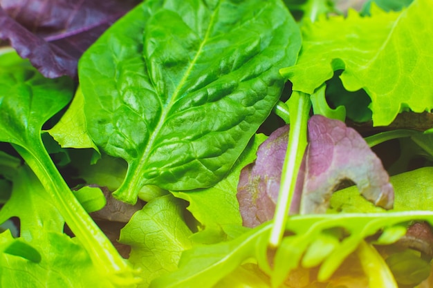 Lechuga verde Rúcula y hojas de espinaca de cerca Fondo de textura de ensalada fresca Comida vegetariana saludable Productos vegetales y vitaminas Fotografía macro