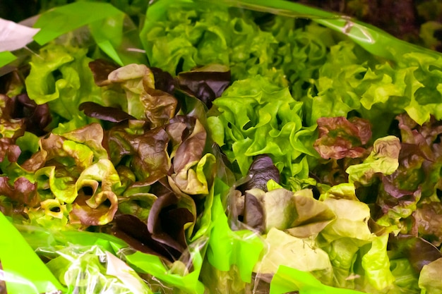 La lechuga verde se vende en el supermercado.