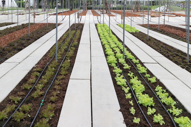 Lechugas en el huerto ecológico