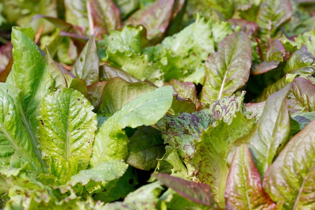 lechugas variadas en el jardín orgánico