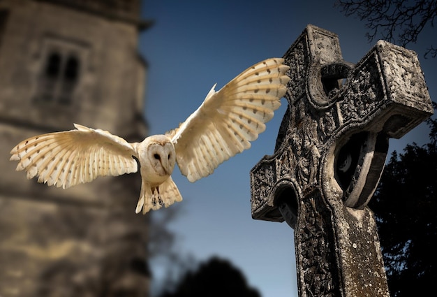 Lechuza común Tyto alba Cementerio en Inglaterra
