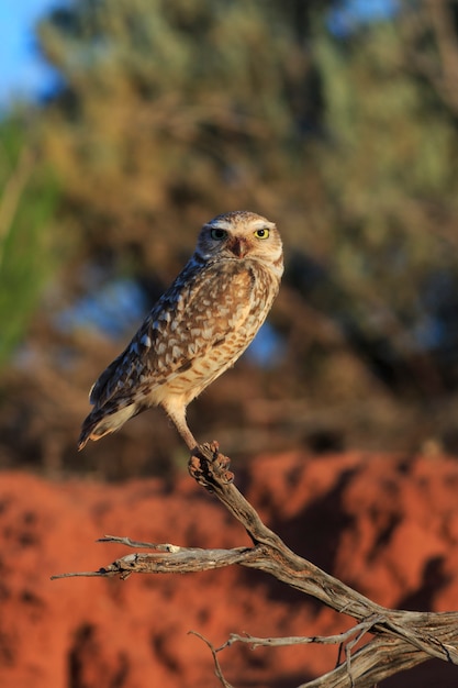 Lechuza en el desierto de Arizona