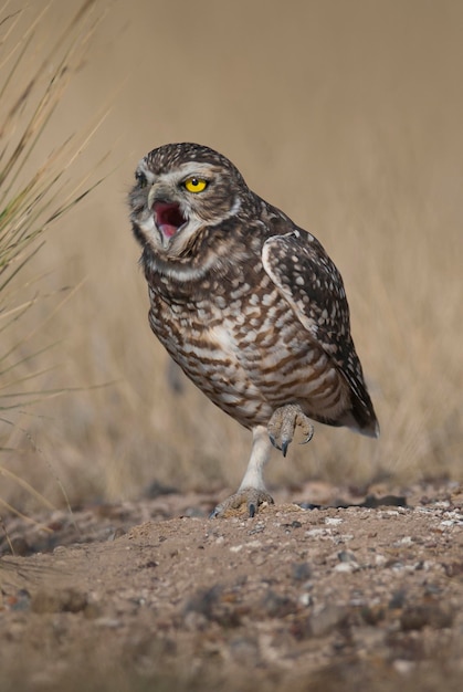 Lechuza llanero, Athene cunicularia, Península Valdés, Sitio del Patrimonio Mundial de la Unesco, Chubut, Patagonia.