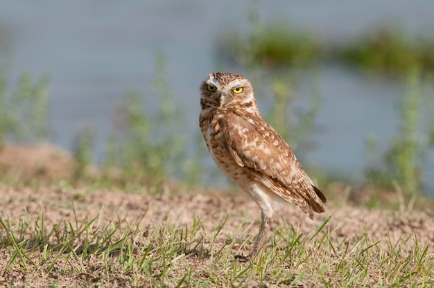 Lechuza de madriguera salvaje Athene cunicularia mirando a la cámara Los Llanos de Venezuela