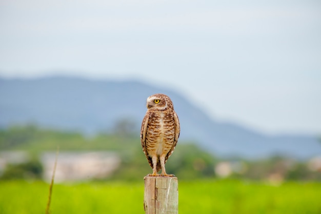 Lechuza en un tronco de madera en Río de Janeiro, Brasil