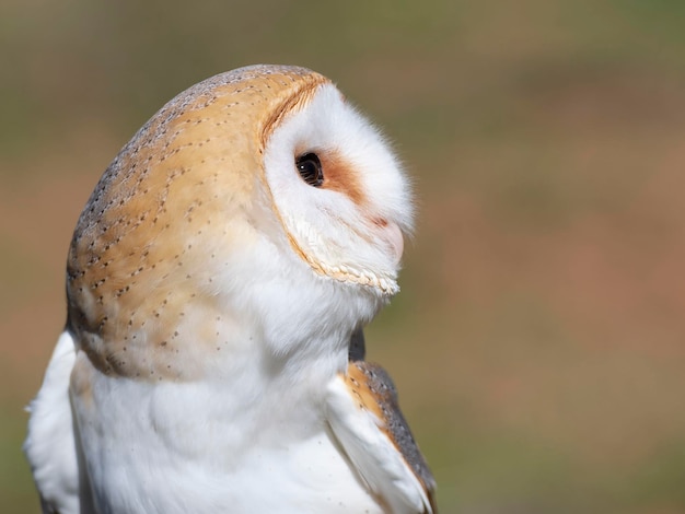 Lechuza Tyto alba Málaga España