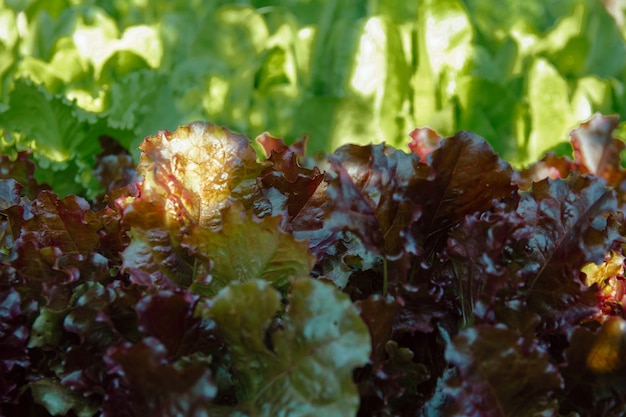 Foto leckere frische salatblätter im sommergarten