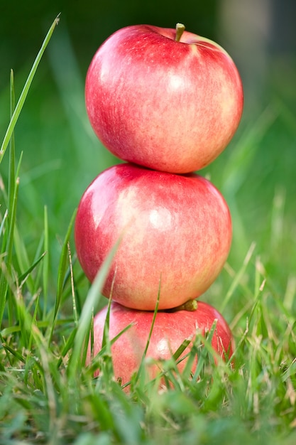 Leckere Äpfel im grünen Gras