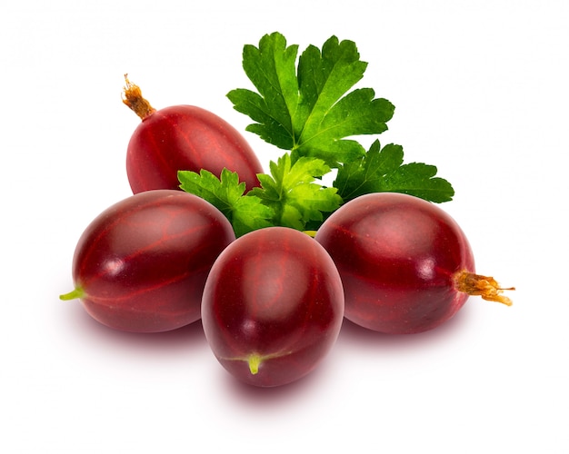 Leckere rote Johannisbeeren (Ribes hirtellum - Rode Gooseberry)