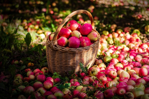 Leckere rote Äpfel im Korb im Garten an einem sonnigen Tag