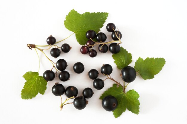 leckere schwarze Johannisbeeren und Blätter