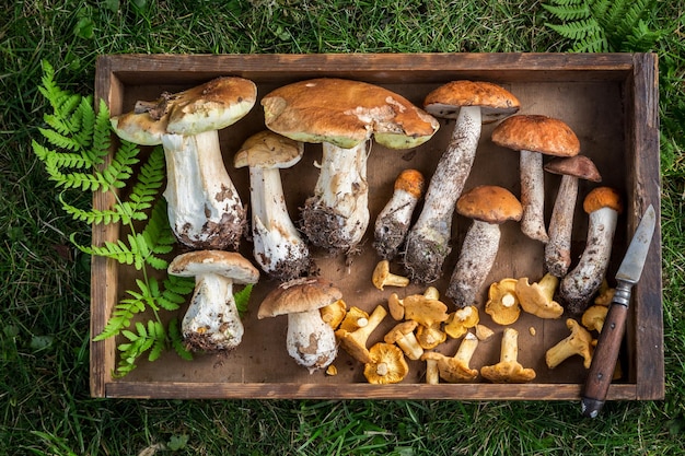 Leckere Wildpilze mit grünem Farn aus dem Wald