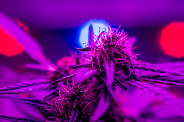 Led wachsen leichte Marihuana-Knospen