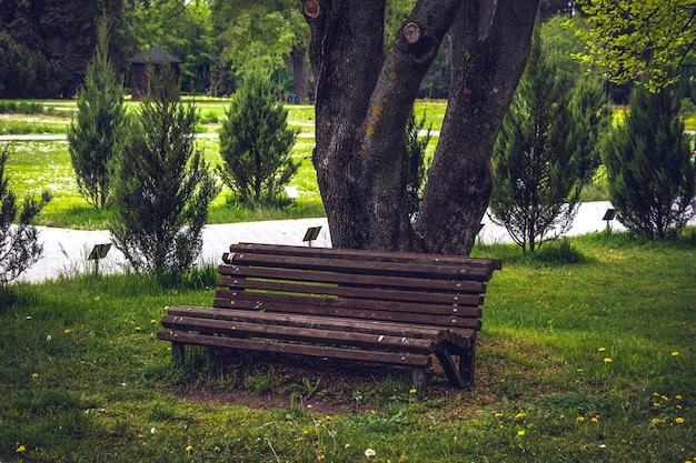 Leere alte Holzbank in einem schattigen Teil eines Gartens oder Parks im Freien Leere Bank unter einem Baum im Park ein guter Ort zum Entspannen