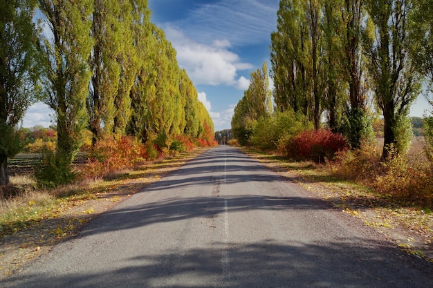 Leere Asphaltstraße zwischen hellen Herbstbäumen