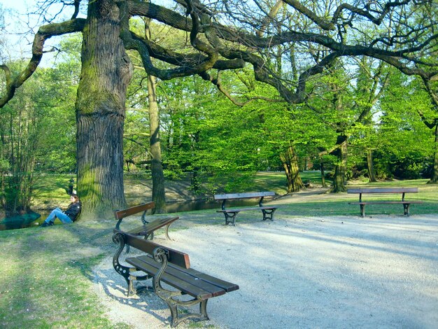 Foto leere bänke in einem wunderschönen park mit vielen grünen bäumen. sommerpark mit platz zum ausruhen