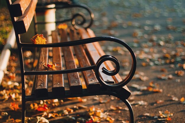 Leere Bank in den sonnigen goldenen Strahlen im gelben bunten Herbstpark