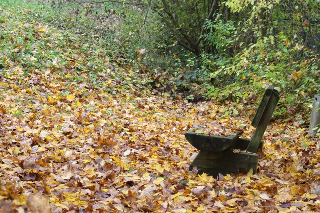 Foto leere bank inmitten der herbstblätter im park