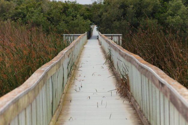 Foto leere fußgängerbrücke inmitten von bäumen