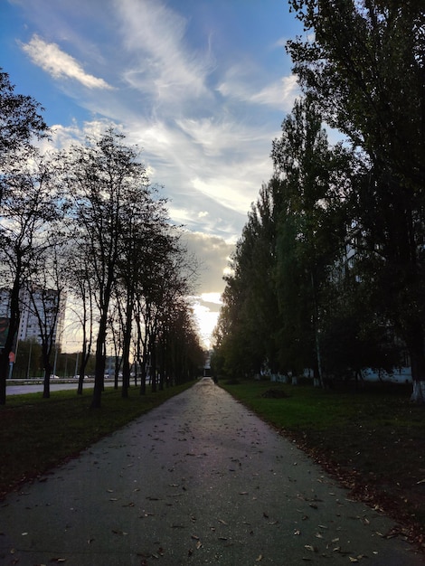 Leere Gasse mit verstreuten Blättern in Perspektive Auf beiden Seiten des Baums