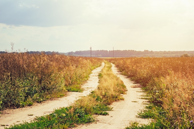 Leere Landschaftsstraße durch die Felder, die zur Horizontlinie führen