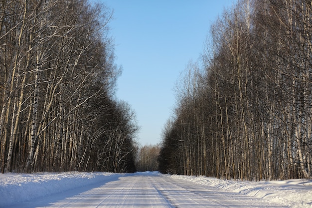 Leere Landstraße in einem Wald am sonnigen Wintertag