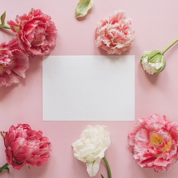 Leere Papierblattkarte im runden Rahmen der rosa und weißen Pfingstrosen-Tulpenblumen auf Rosa. Flache Lage, Draufsicht