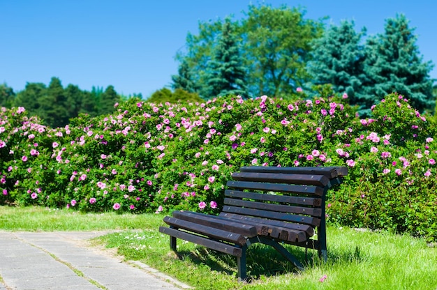 Leere Parkbank aus Holz an einem sonnigen Tag