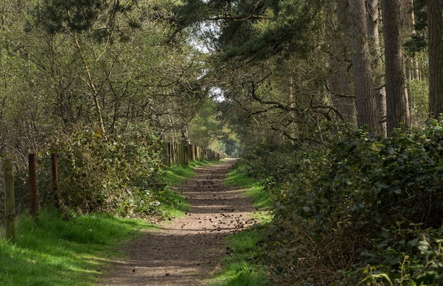 Leere Schotterstraße inmitten von Bäumen im Wald