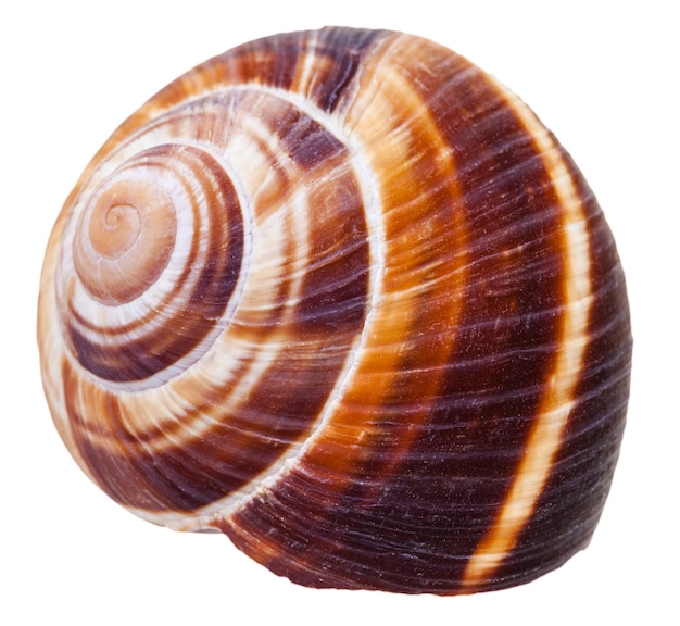 Leere spiralförmige Molluskenschale der Landschnecke isoliert